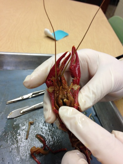Crayfish/perch - College Now Biology - Shelby Davis