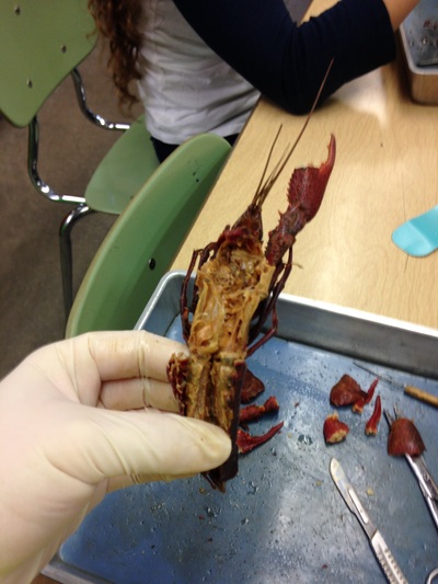Crayfish/perch - College Now Biology - Shelby Davis